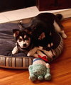 Lilith (puppy)
