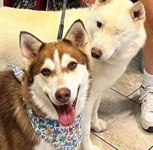 adoptable Dog in Cedar Crest, NM named Oliver (Ollie)