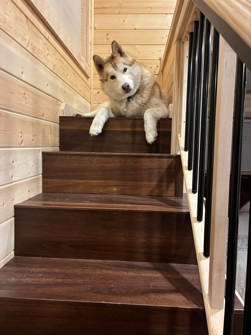Cedar (puppy)