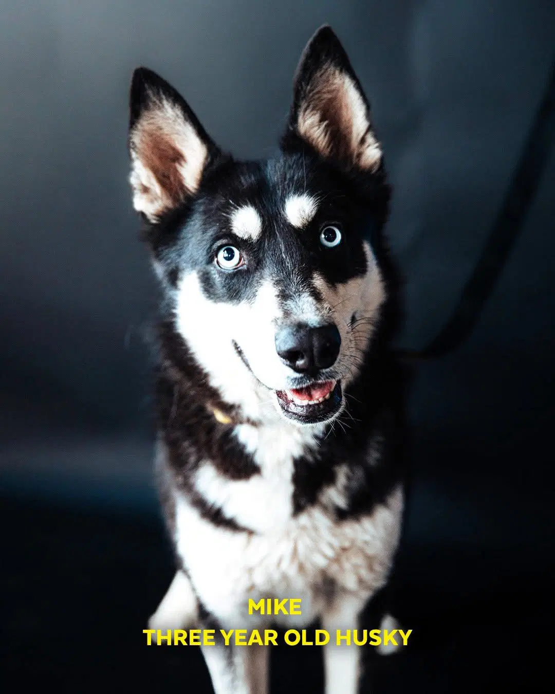 Mike - Siberian Husky