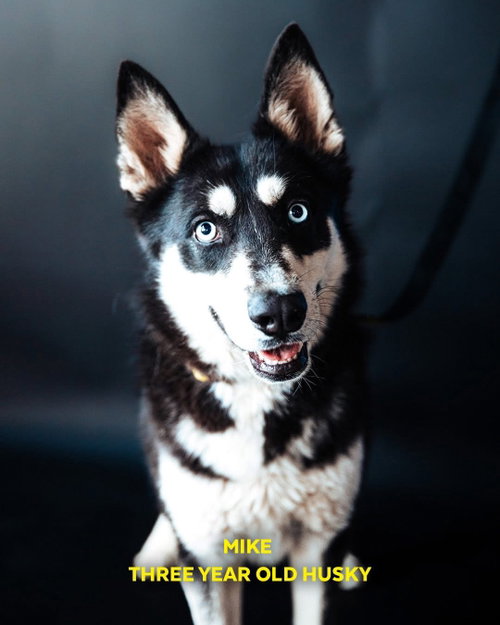 Mike, an adoptable Siberian Husky in Cedar Crest, NM