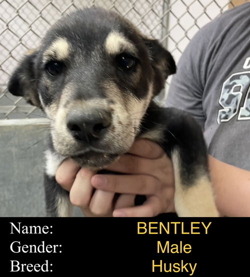 Bentley (pupppy)