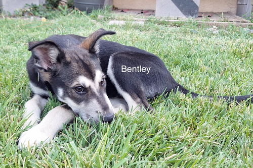 Bentley (puppy)