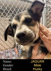 Jaguar (puppy)