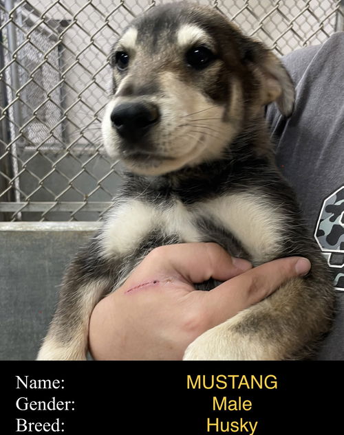 Mustang (puppy)