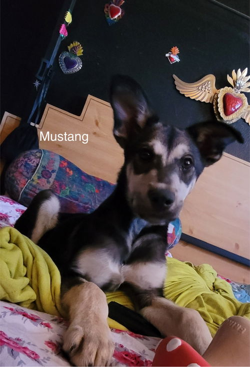 Mustang (puppy)