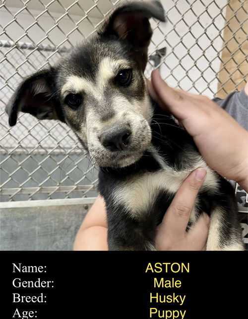 Aston (puppy)