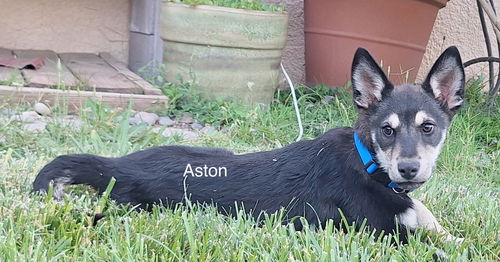 Aston (puppy)