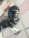 Aston (puppy)