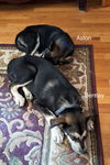 Aston (puppy)