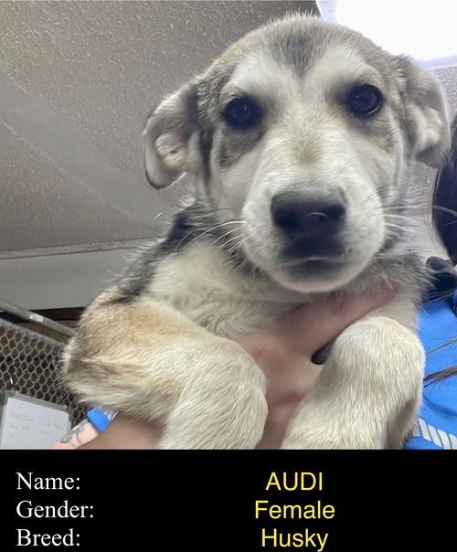 Audi (puppy)