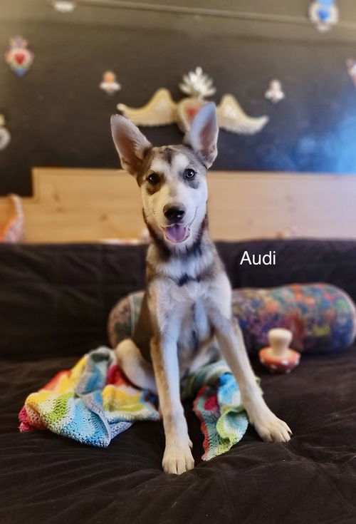 Audi (puppy)