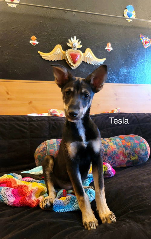 Tesla (puppy)