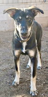 Tesla (puppy) - Photo 1