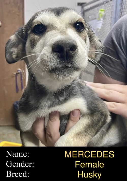 Mercedes (puppy)