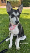 Mercedes (puppy)
