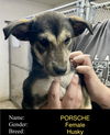 Porsche (puppy)