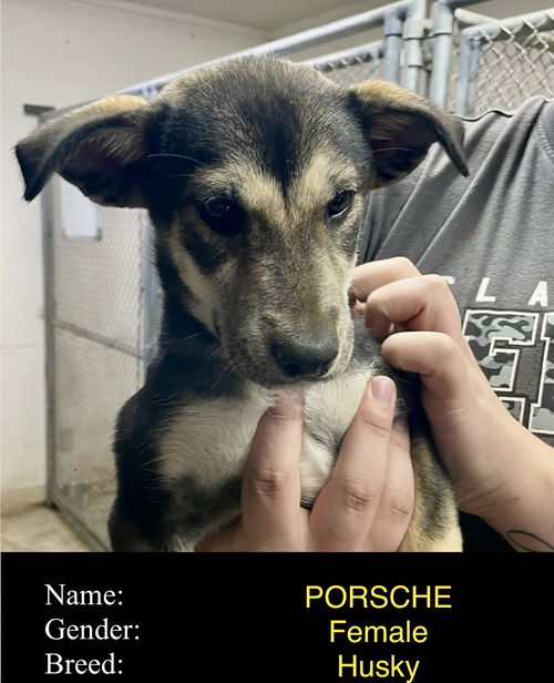 Porsche (puppy)