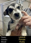 Lexus (puppy)