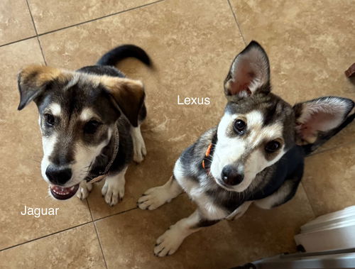 Lexus (puppy)