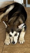 Lexus (puppy)