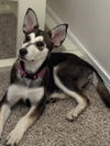 Lexus (puppy)