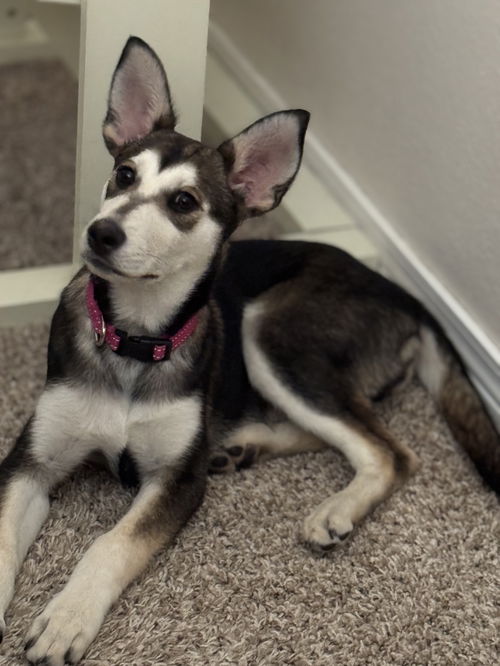 Lexus (puppy)
