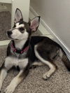 Lexus (puppy)