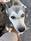 adoptable Dog in  named Ace