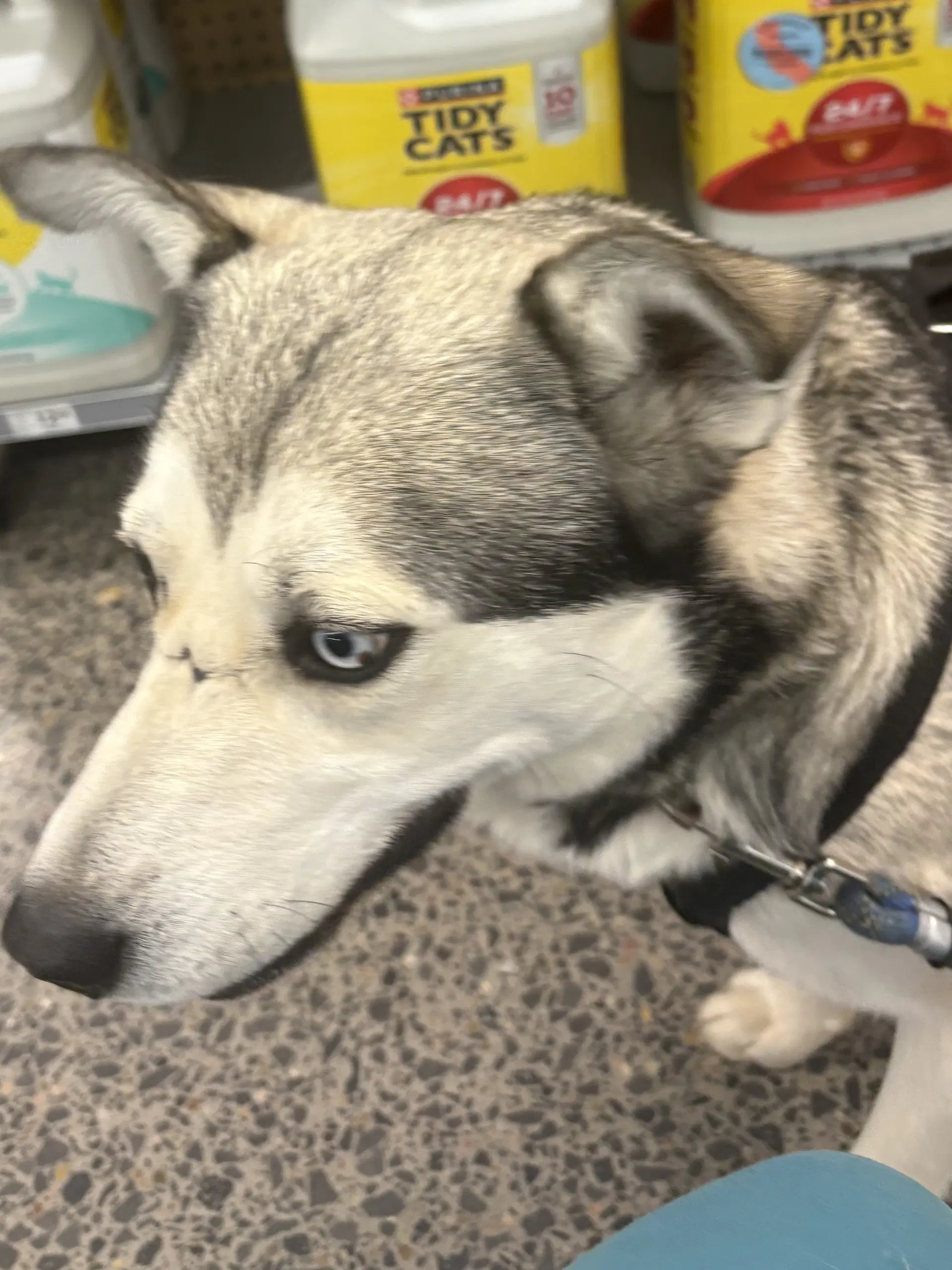 Ace - Husky