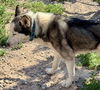 adoptable Dog in  named Dante