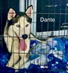Dante