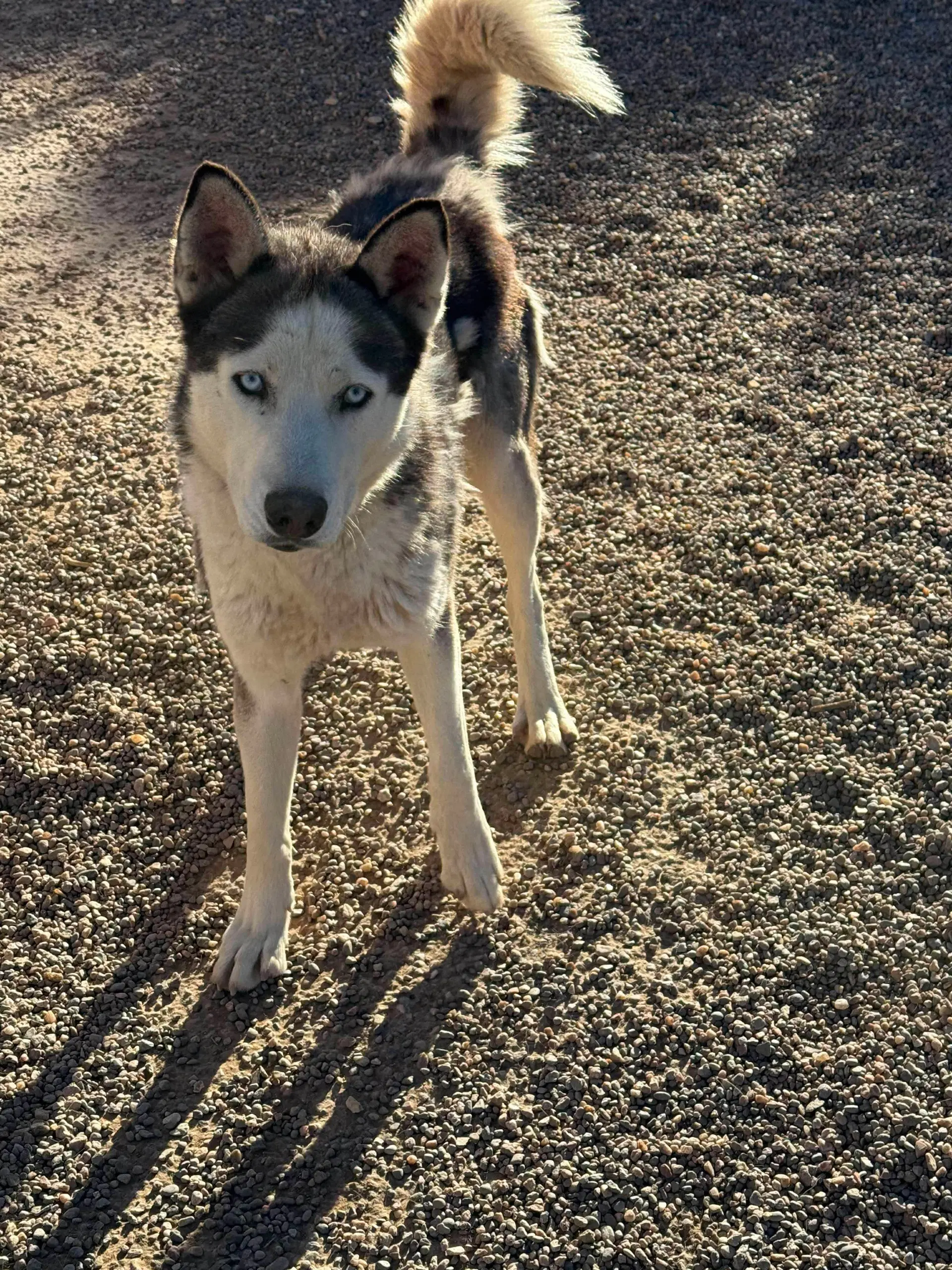 Dante - Siberian Husky
