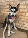 adoptable Dog in  named Bandit