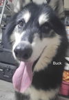 adoptable Dog in  named Buck