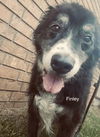 adoptable Dog in  named Finley