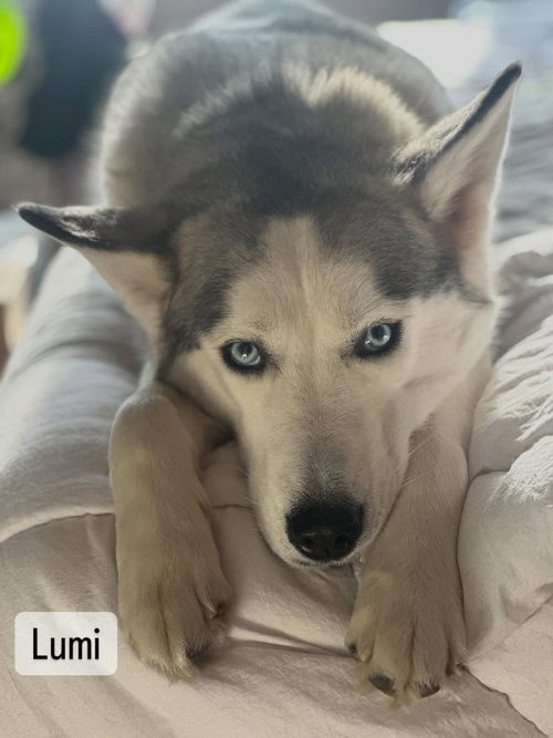 Lumi