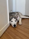 Lumi