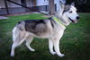 Lumi