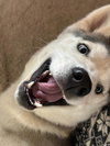 Lumi