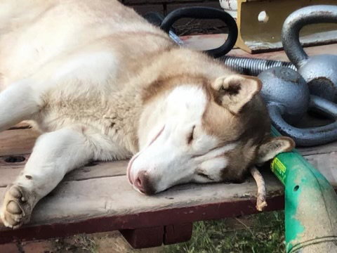 Husky