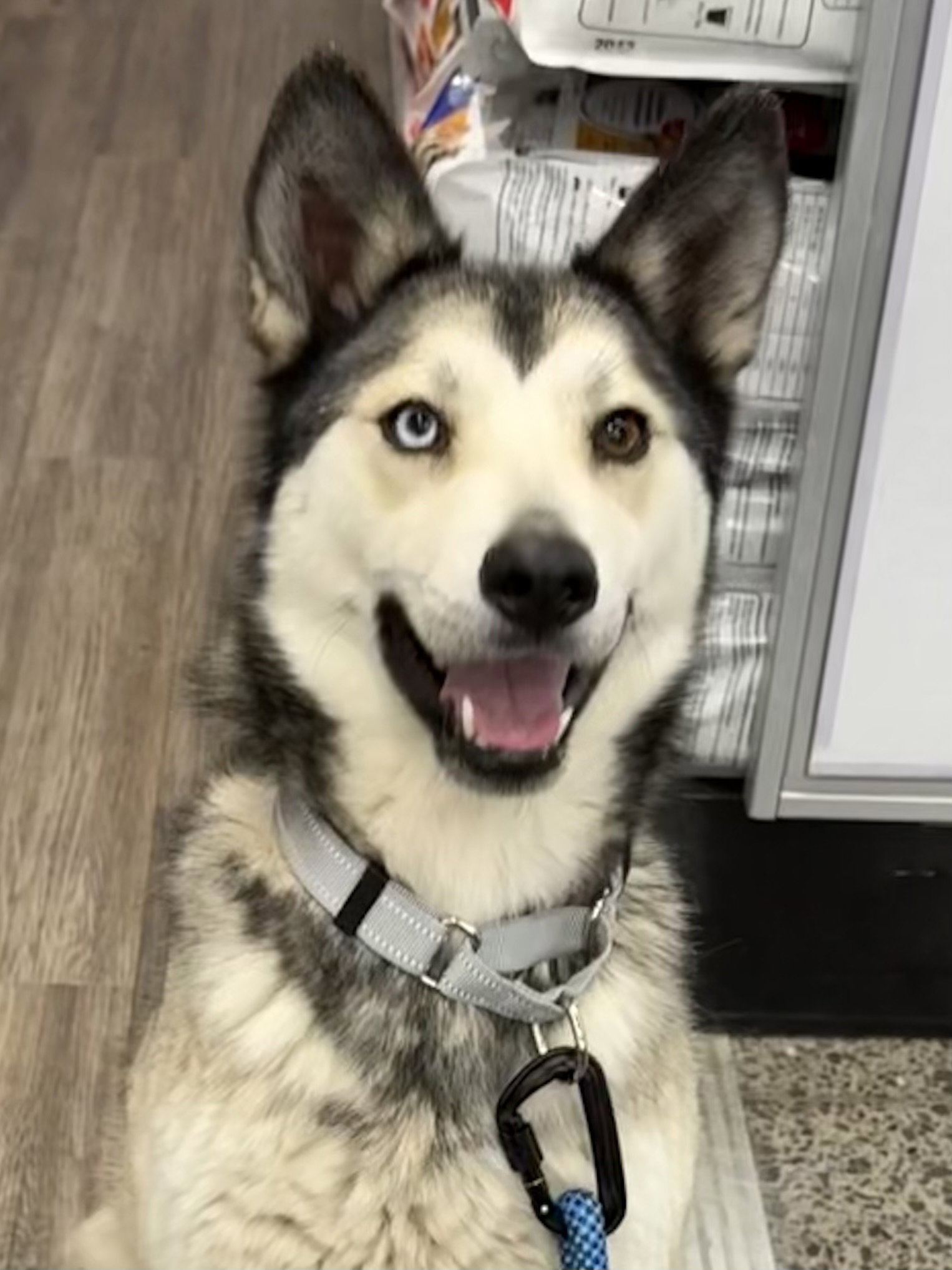 Siberian Husky