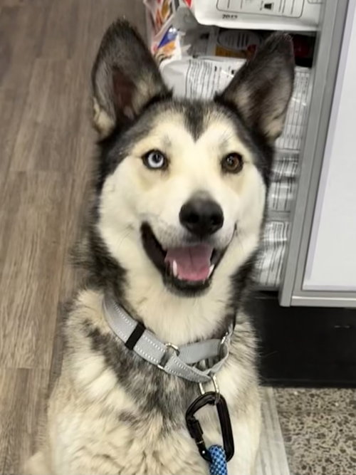 MIYA - Siberian Husky available for adoption