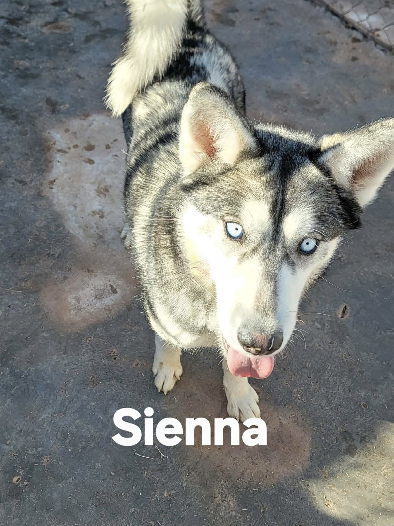 Sienna Image