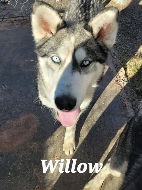 Willow