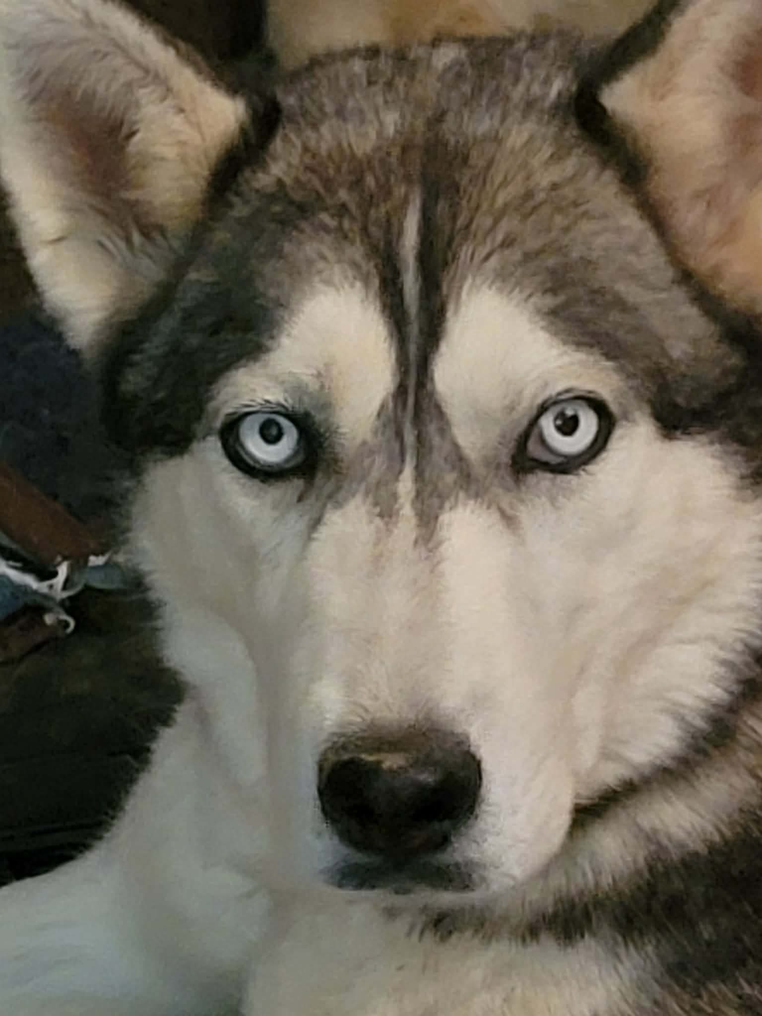 Siberian Husky