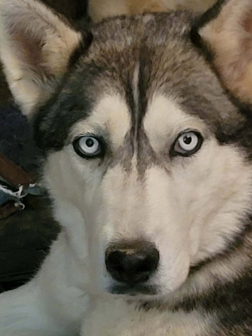 Harper