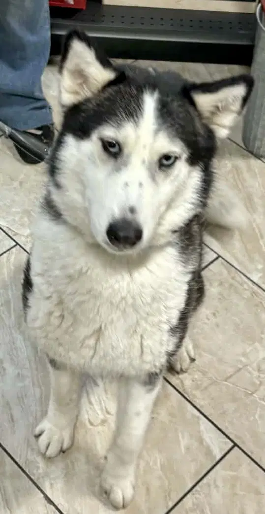 Lucy - Siberian Husky