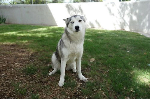 Phoenix, an adoptable Siberian Husky in Cedar Crest, NM
