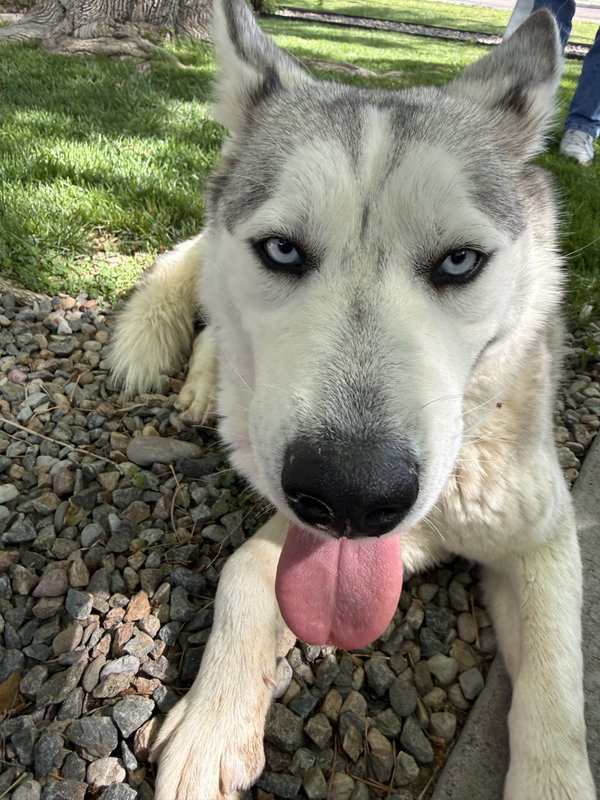 Indigo